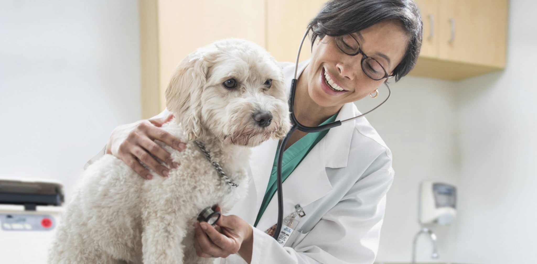 Black Veterinarian Listening To Dog Heartbeat Pawmetto Lifeline