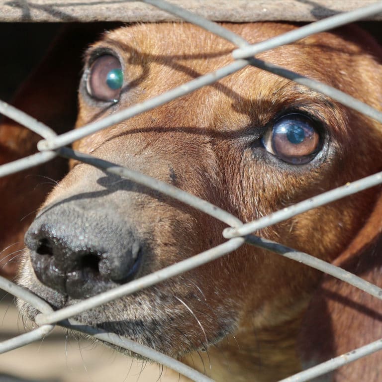 Surrender A Pet Pawmetto Lifeline