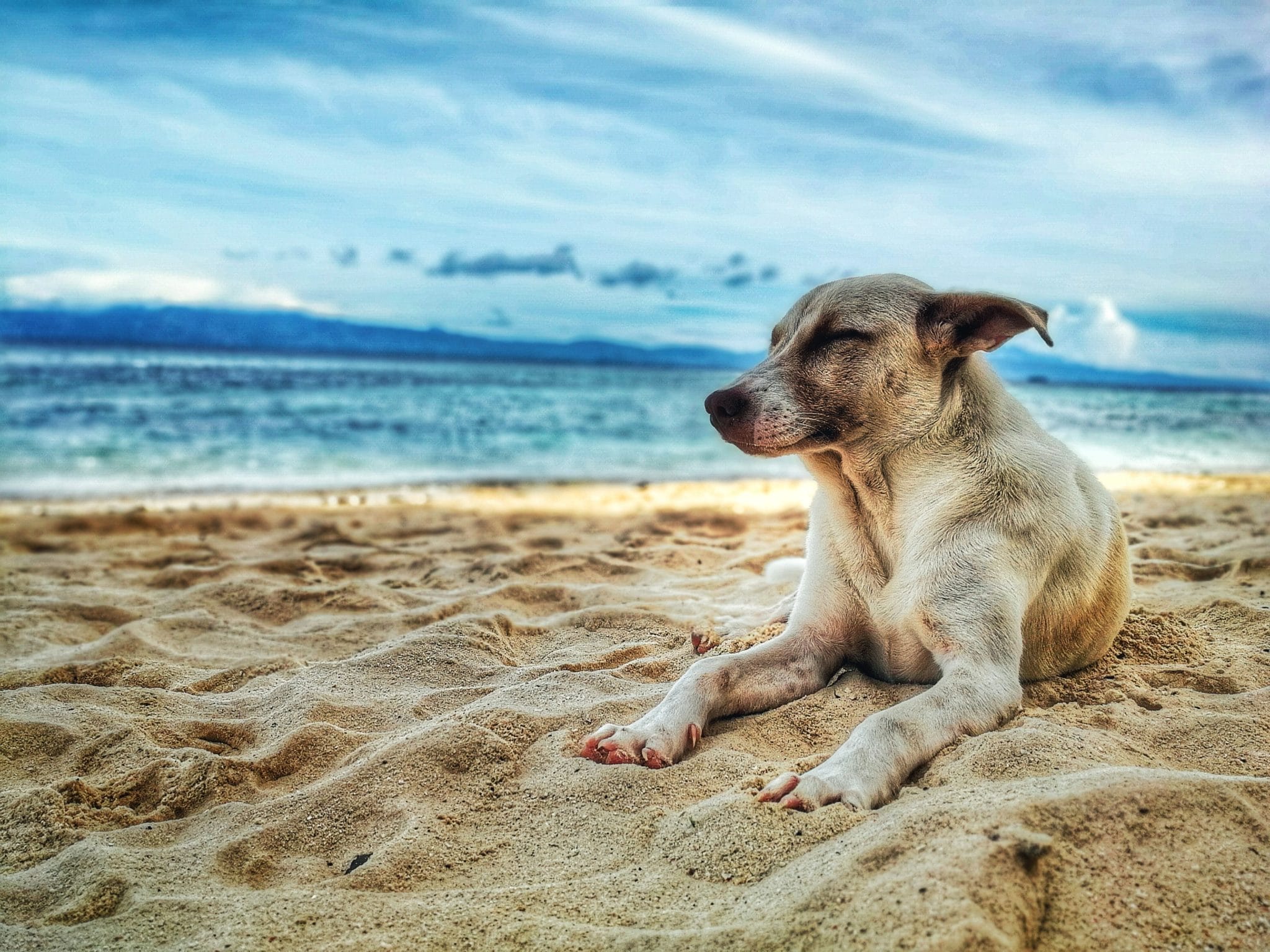 Adorable Animal Beach 928449 (1) | Pawmetto Lifeline