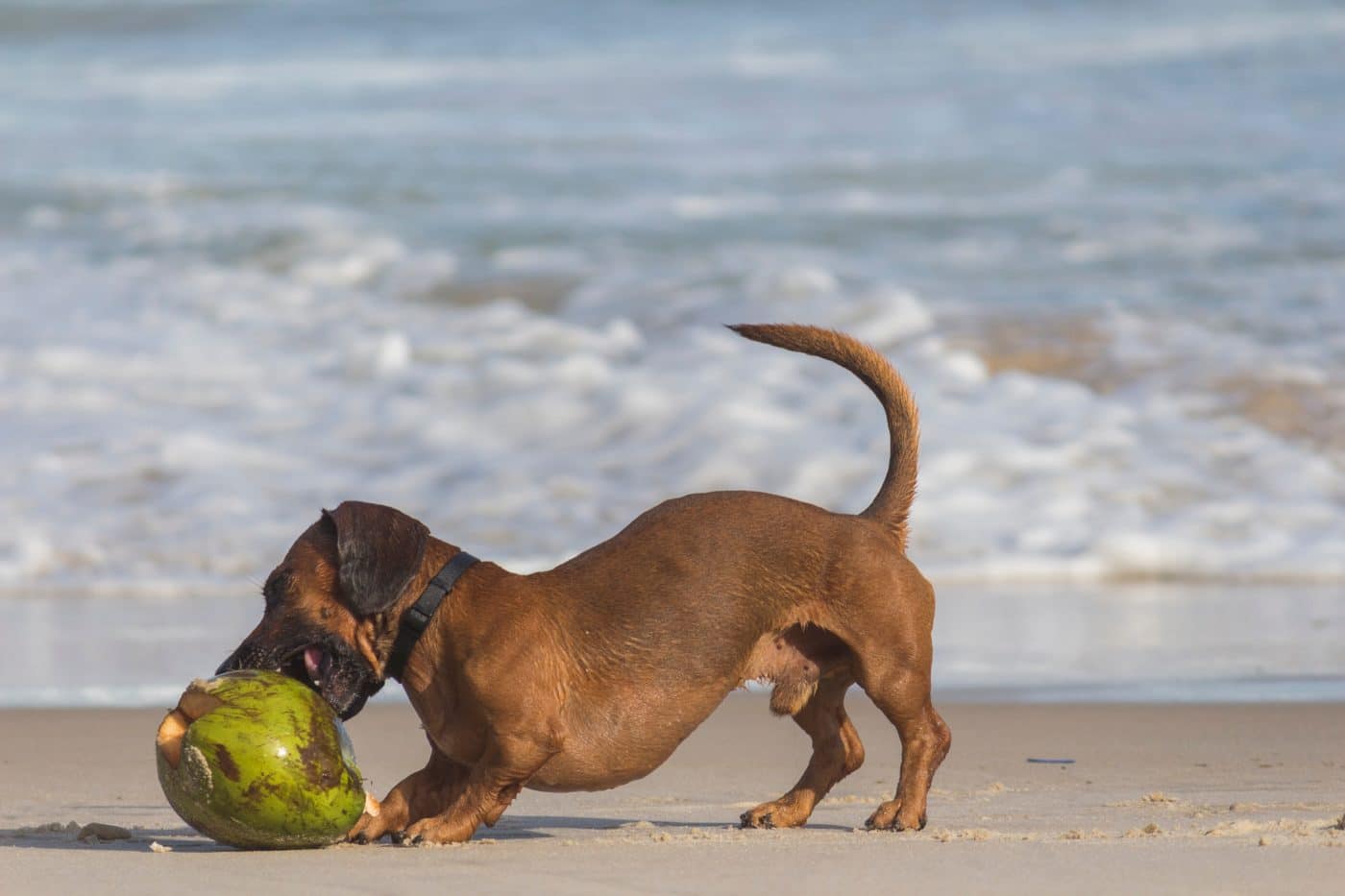 Visiting the Beach with Your Pet: Tips for a Fun & Safe Day | Pawmetto