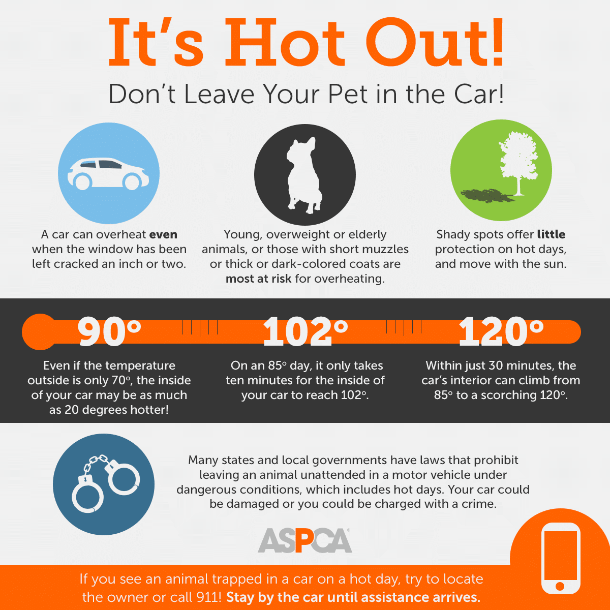 Hot Weather Safety for Your Pet Pawmetto Lifeline