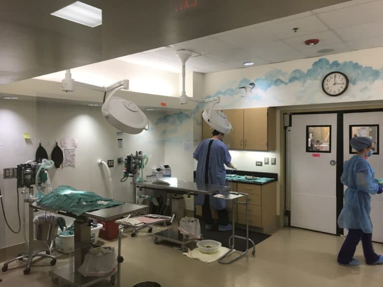 Spay/Neuter Giving Your Pet a Longer Life Pawmetto Lifeline