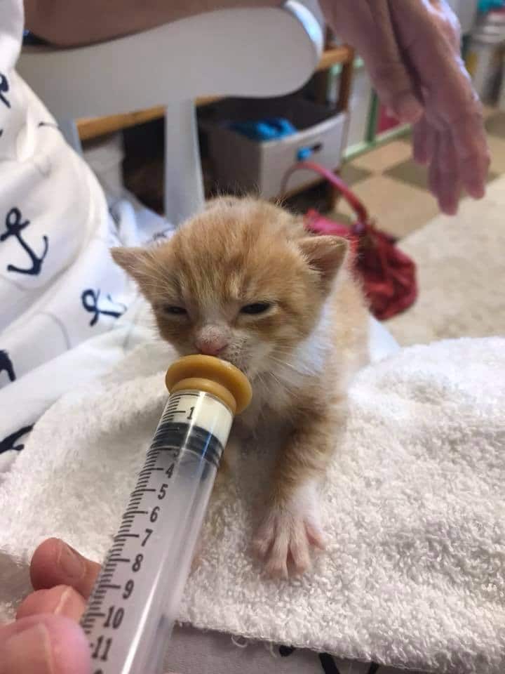 kitten nursing toy