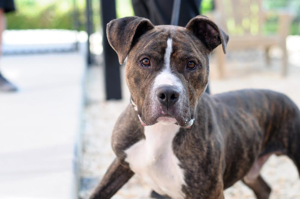 dog boots for pitbulls