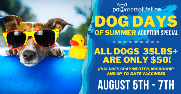 Dog Days Of Summer | Pawmetto Lifeline