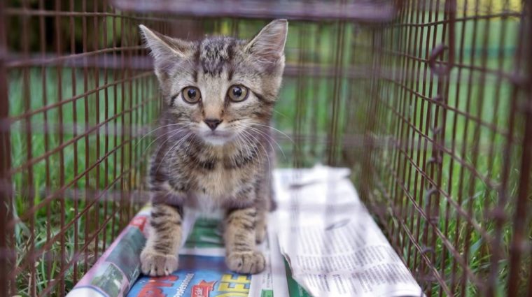 TNR TNR