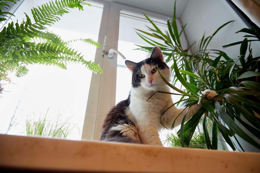 Cat And Plant | Pawmetto Lifeline