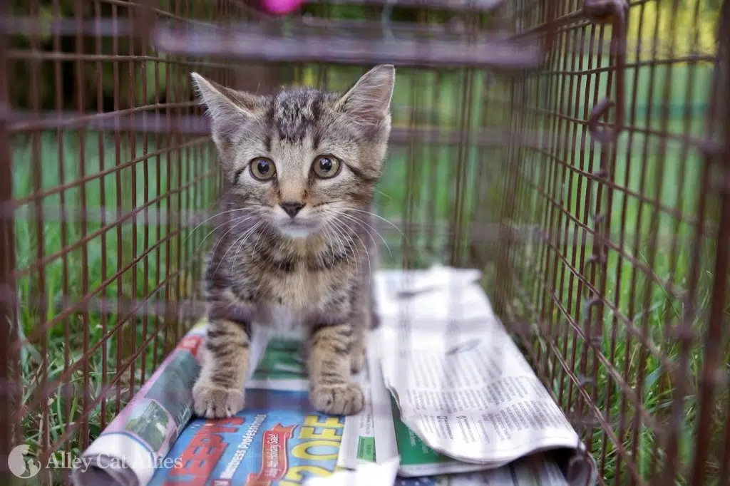 Community Cat Program
