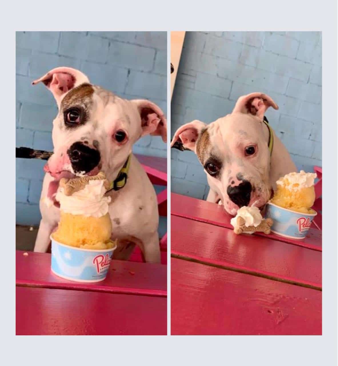 Pup Cup 2