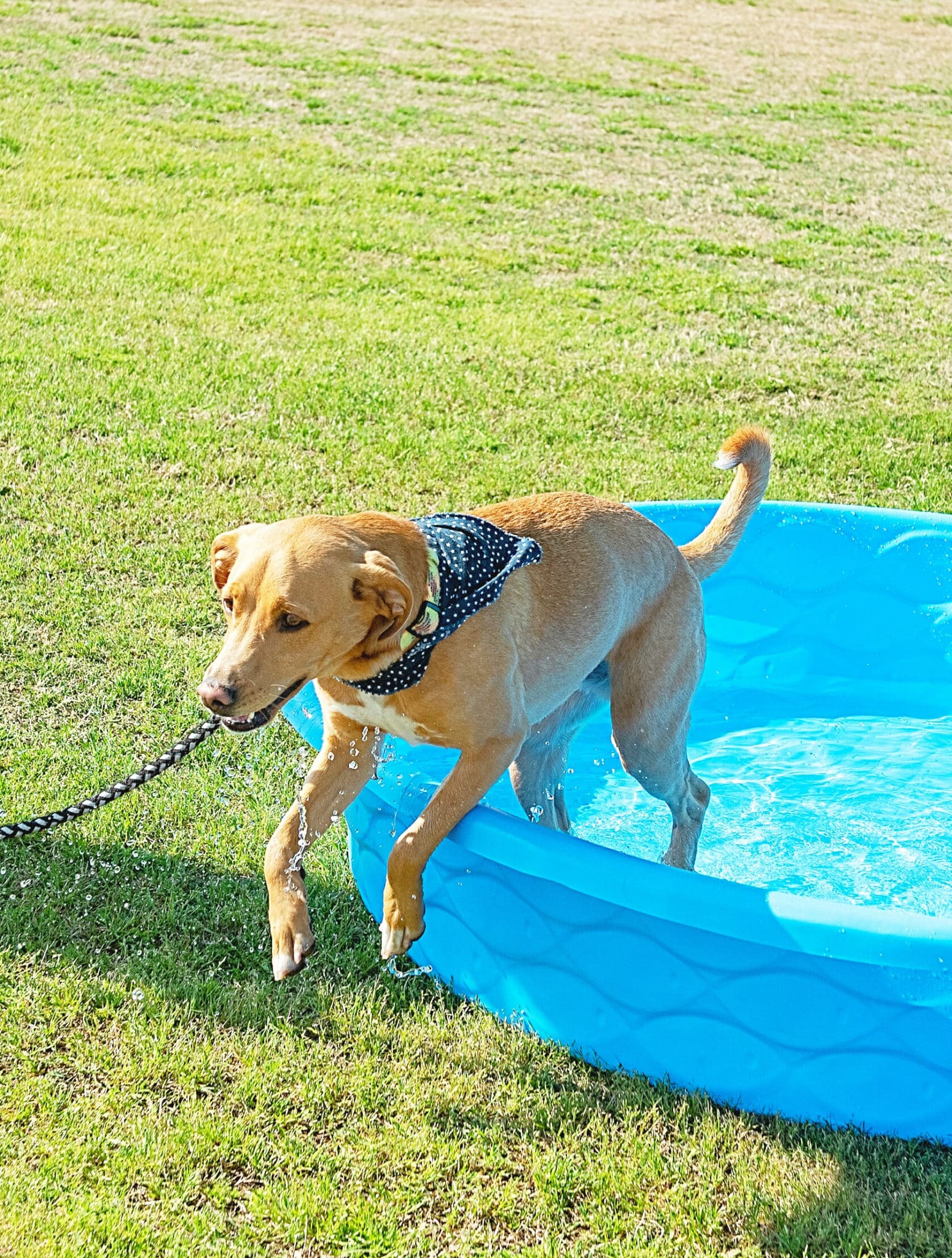 Bark At The Park 2022 Pawmetto Lifeline