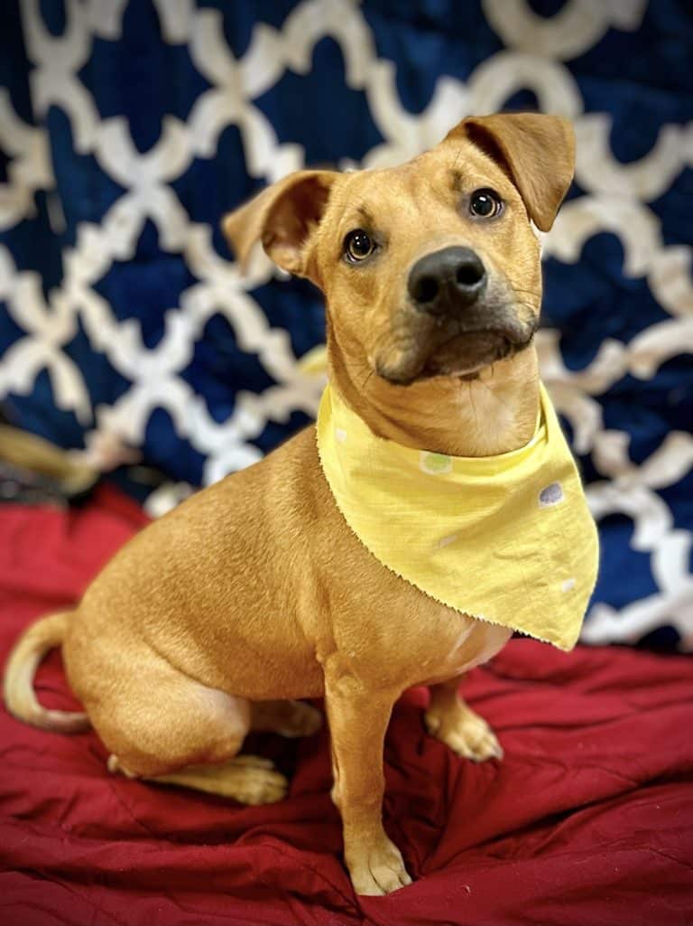sunny-pawmetto-lifeline