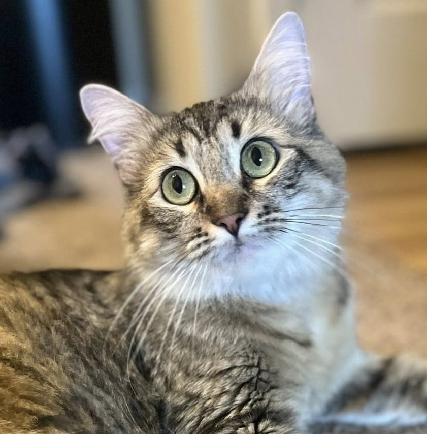 Ava