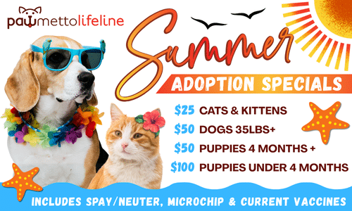 What Do You Need to Adopt a Cat: Essential Tips for Success