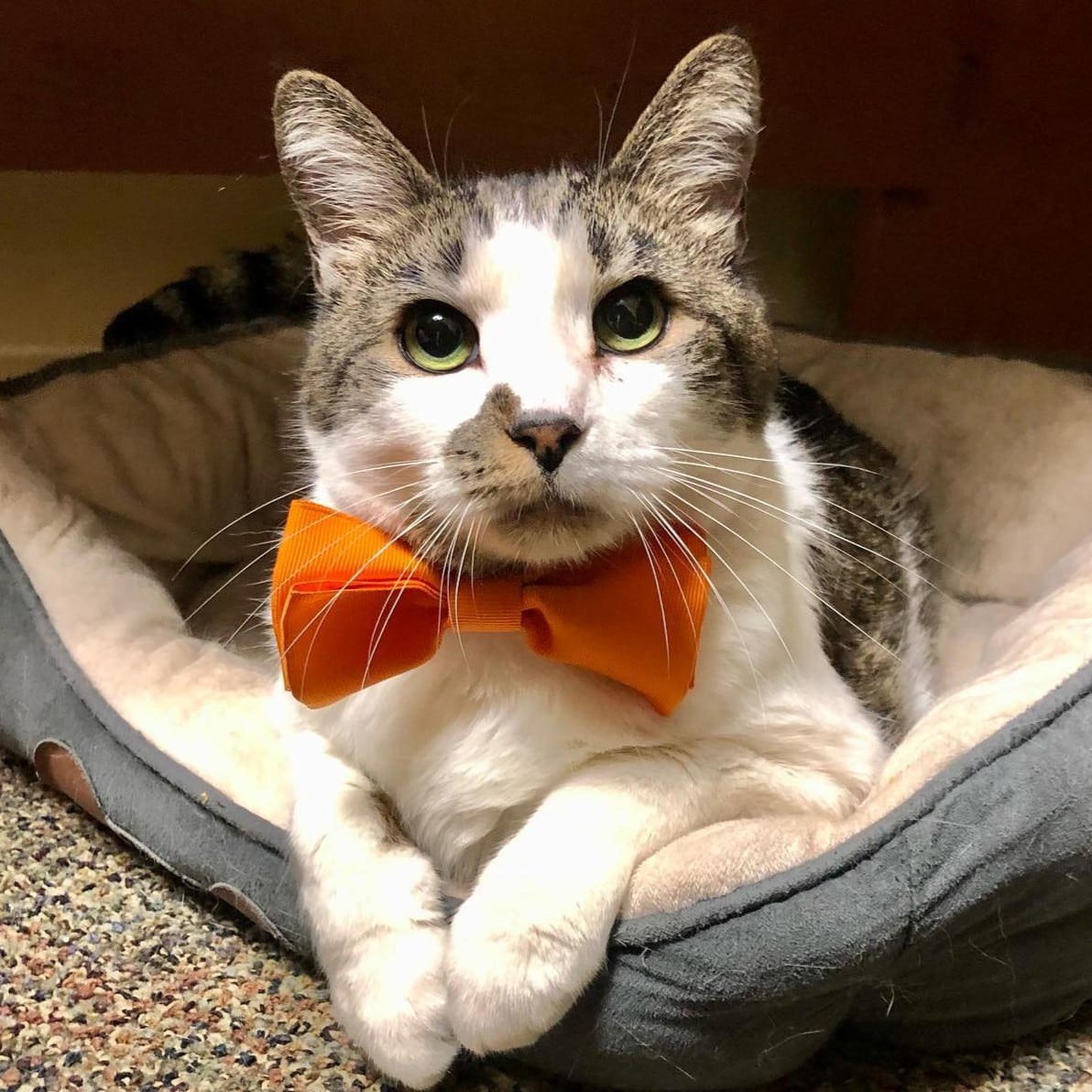 484197221 9550183361705591 826472589189052687 N